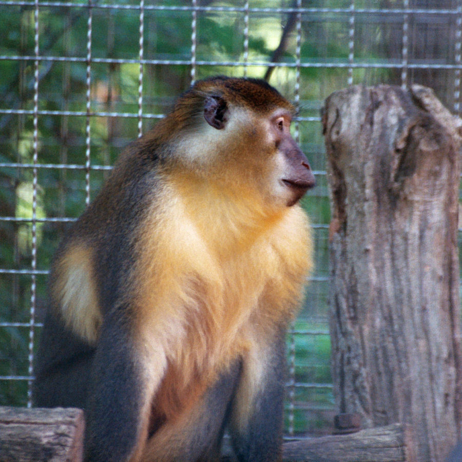 White-eyelid Mangabeys