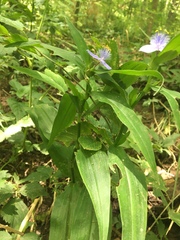 Tradescantia subaspera