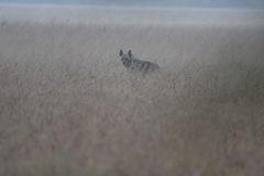 Hyaena hyaena