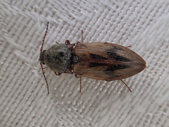 Stropenron hieroglyphica