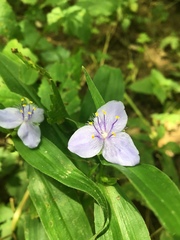 Tradescantia subaspera