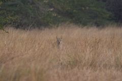 Canis lupus pallipes