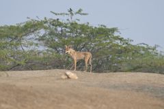 Canis lupus pallipes