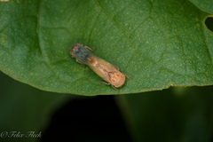 Athysanini