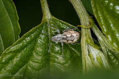 Pantomorus albosignatus