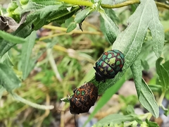 Orsilochides variabilis