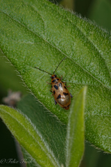 Systena nigroplagiata