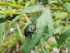 Orsilochides variabilis