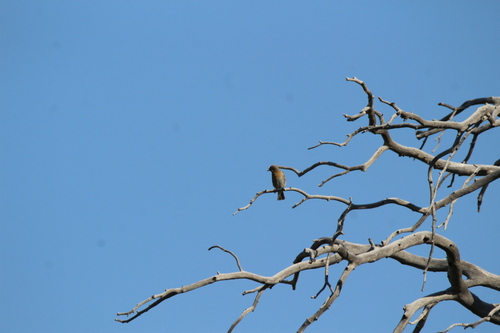 Western Bluebird photographed in Colorado