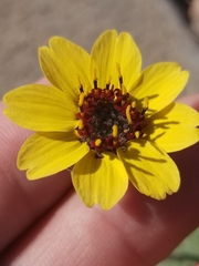 Berlandiera lyrata