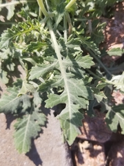 Berlandiera lyrata