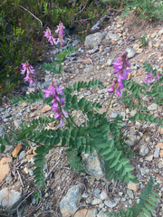 Hedysarum occidentale