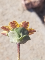 Berlandiera lyrata