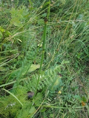 Equisetum × moorei