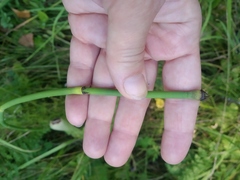 Equisetum × moorei