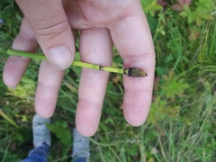 Equisetum × moorei