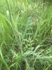 Papaver dubium dubium