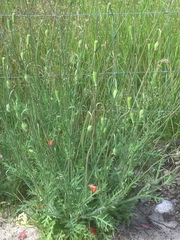 Papaver dubium dubium