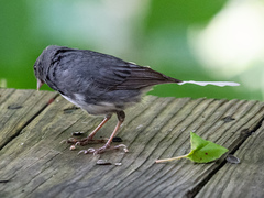Junco hyemalis carolinensis