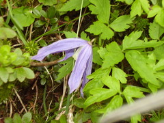 Clematis alpina