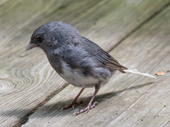 Junco hyemalis carolinensis