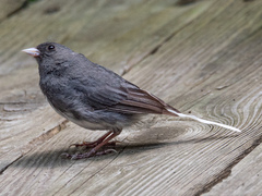 Junco hyemalis carolinensis