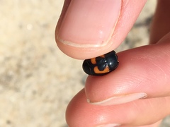 Spilodiscus arcuatus