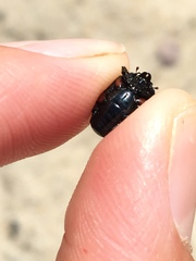 Spilodiscus arcuatus