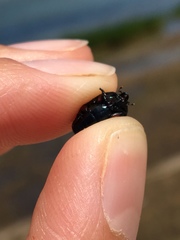 Spilodiscus arcuatus