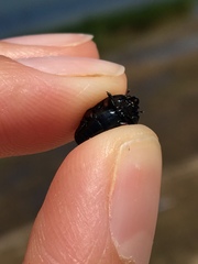 Spilodiscus arcuatus