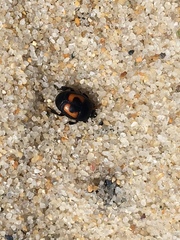 Spilodiscus arcuatus