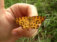 Pseudopanthera macularia