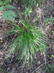 Carex elongata