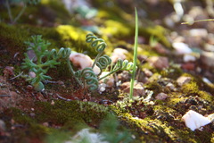 Albuca viscosa