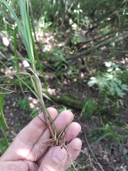 Carex elongata