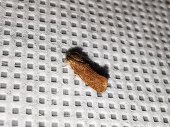 Acrolophus texanella