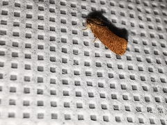 Acrolophus texanella