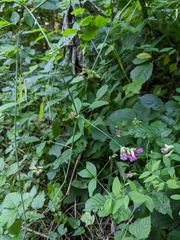 Vicia dumetorum