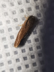 Acrolophus texanella