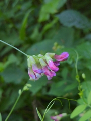 Vicia dumetorum