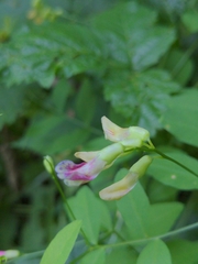 Vicia dumetorum