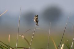 Ploceus benghalensis