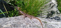 Podarcis muralis