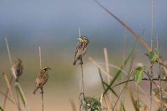 Ploceus benghalensis