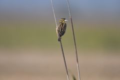 Ploceus benghalensis