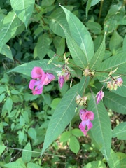 Impatiens glandulifera