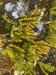 Diphasiastrum alpinum