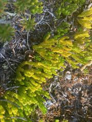 Diphasiastrum alpinum