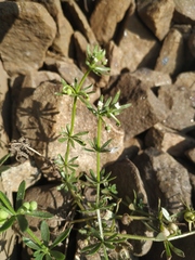 Galium tricornutum