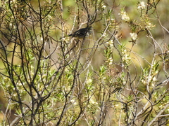 Anairetes flavirostris